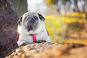 Portrait of a gorgeous pug dog in a red collar