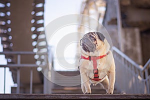 Portrait of a gorgeous pug dog in a red collar.