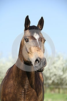 Portrait of gorgeous quarter horse with snake eye