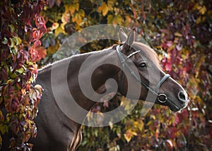 Portrait of a gorgeous red Arabian horsein a beautiful autumn forest.
