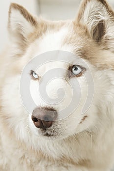 Portrait of gorgeous Siberian Husky dog. Husky with beautiful blue eyes.