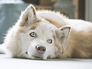 Portrait of gorgeous Siberian Husky dog. Husky with beautiful blue eyes.