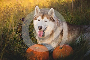 Portrait of gorgeous siberian Husky dog lying next to a pumpkin for Halloween at sunset in the meadow