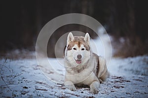 Portrait of gorgeous siberian husky dog lying on the snow path in the dark mysterious forest in winter