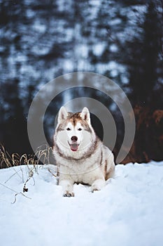 Portrait of gorgeous Siberian Husky dog lying is on the snow in winter forest at sunset on blue mountain background