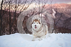 Portrait of gorgeous Siberian Husky dog lying is on the snow in winter forest at sunset on bright mountain background.