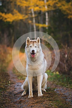 Portrait of gorgeous Siberian Husky dog sitting in the bright enchanting fall forest