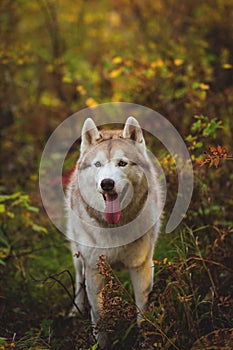 Portrait of gorgeous Siberian Husky dog standing in the bright enchanting fall forest