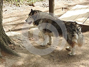 Portrait of gorgeous Siberian Husky dog standing in the bright enchanting fall forest