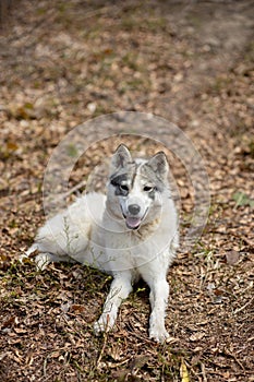 Portrait of gorgeous Siberian Husky dog standing in the bright enchanting fall forest