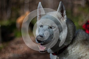 Portrait of gorgeous Siberian Husky dog standing in the bright enchanting fall forest.