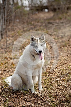 Portrait of gorgeous Siberian Husky dog standing in the bright enchanting fall forest