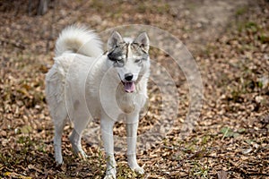 Portrait of gorgeous Siberian Husky dog standing in the bright enchanting fall forest