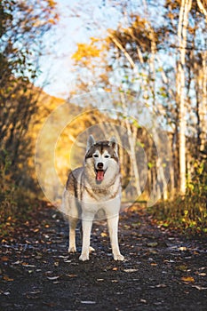 Portrait of gorgeous Siberian Husky dog standing in the bright enchanting golden fall forest