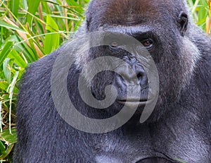 Portrait of a Gorilla