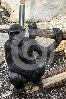 Portrait of gorilla