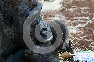 Portrait of gorilla