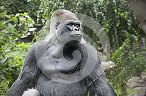 Portrait of a gorilla