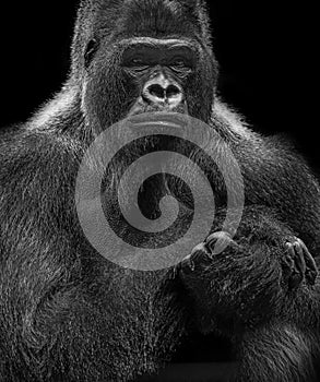 Portrait of gorilla