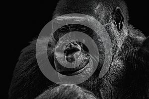 Portrait of a gorilla, close-up of the head on a black background