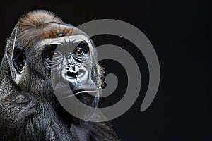 Portrait of a gorilla on a dark background with intense gaze., Generated AI