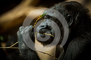 Portrait of a gorilla eating