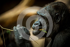 Portrait of a gorilla eating