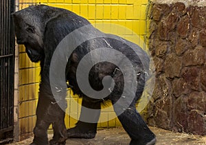 Portrait of gorilla in the Kyiv zoo in Ukraine photo