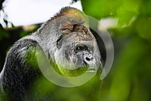 Portrait of a gorilla western lowland gorilla