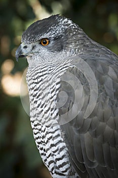 Portrait of a Goshawk bird of prey