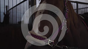 Portrait of a graceful brown horse in bridles standing in the corral indoors. Beautiful animal looking at the camera.