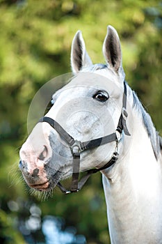 Portrait of graceful gray horse portrait on green leaves background