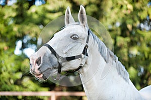 Portrait of graceful gray horse portrait on green leaves background