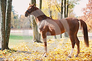 Portrait of graceful red horse standing