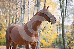 Portrait of graceful red horse standing
