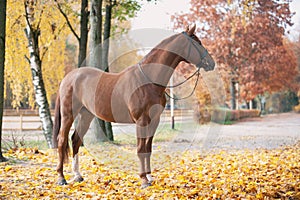 Portrait of graceful red horse standing