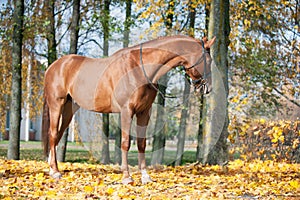 Portrait of graceful red horse standing