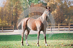Portrait of graceful red horse standing