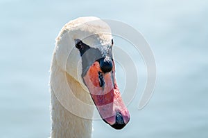 Portrait of a graceful white swan with long neck on blue water background