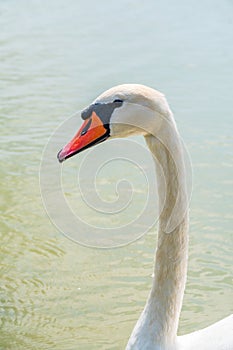 Portrait of a graceful white swan with long neck on blue water background