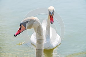 Portrait of a graceful white swan with long neck on blue water background