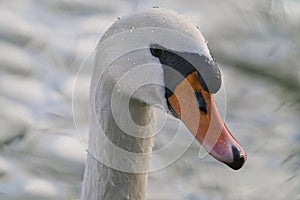 Portrait of a graceful white swan with long neck on blue water background. The mute swan, Cygnus olor