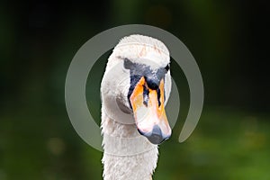 Portrait of a graceful white swan with long neck on dark green water background