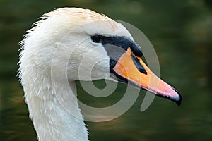 Portrait of a graceful white swan with long neck on dark green water background