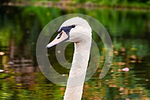 Portrait of a graceful white swan with long neck on dark green water background