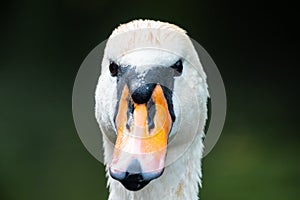 Portrait of a graceful white swan with long neck on dark green water background