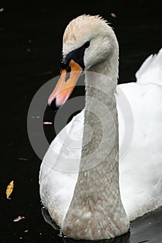 Portrait of a graceful white swan swimming on a lake with dark water