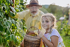 Portrait of grandfather with granddaughter picking rasberries from the bush.