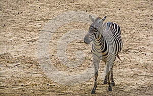 Portrait of a grants zebra in closeup, tropical wild horse specie fr