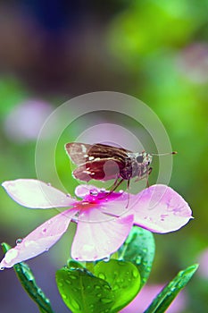 Portrait of a grass skipper or branded skippers butterfly sitting on the rose periwinkle or old maid graveyard plant.